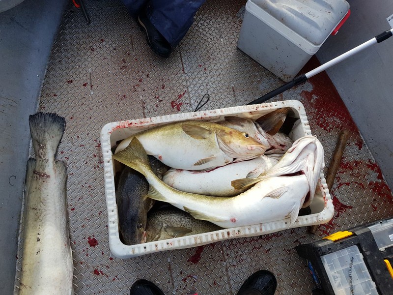 Volle Fischkiste 07.03.