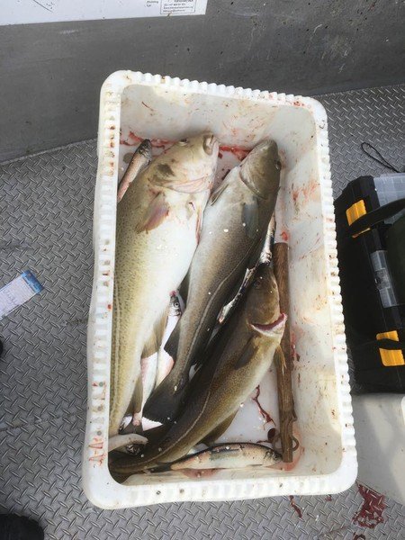 Diese Fische wurden mit Heringspatanoster gefangen!